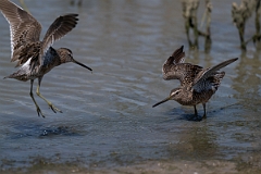 DPPhotography - Texas - Long-billed dowitcher - L