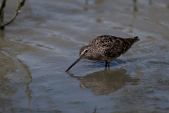 DPPhotography - Texas - Long-billed dowitcher - M