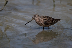DPPhotography - Texas - Long-billed dowitcher - N