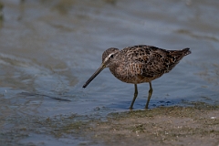 DPPhotography - Texas - Long-billed dowitcher - P