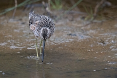 DPPhotography - Texas - Long-billed dowitcher - Q
