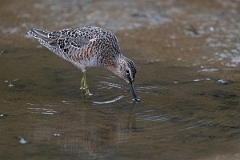DPPhotography - Texas - Long-billed dowitcher - R