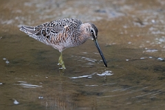 DPPhotography - Texas - Long-billed dowitcher - S