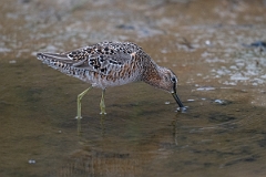 DPPhotography - Texas - Long-billed dowitcher - T