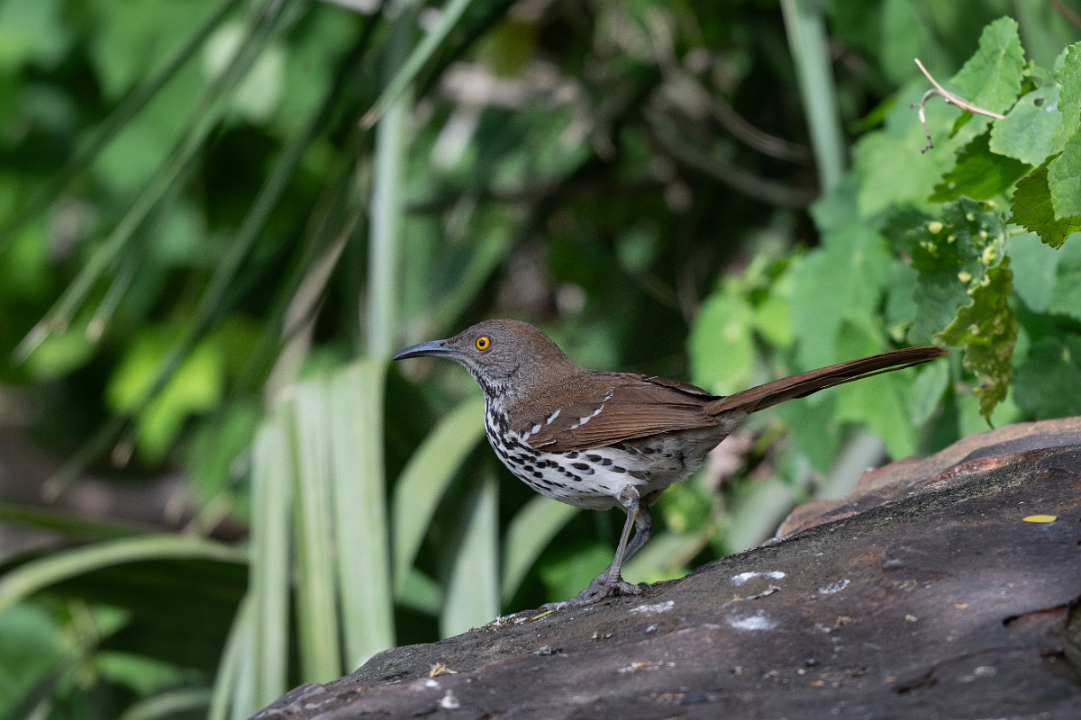 DPPhotography - Texas - Long-billed thrasher - A.jpg - Long-billed thrasher - National Butterfly Center, Texas