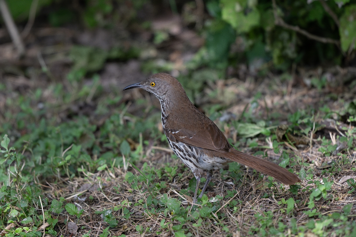 DPPhotography - Texas - Long-billed thrasher - B.jpg - Long-billed thrasher - National Butterfly Center, Texas