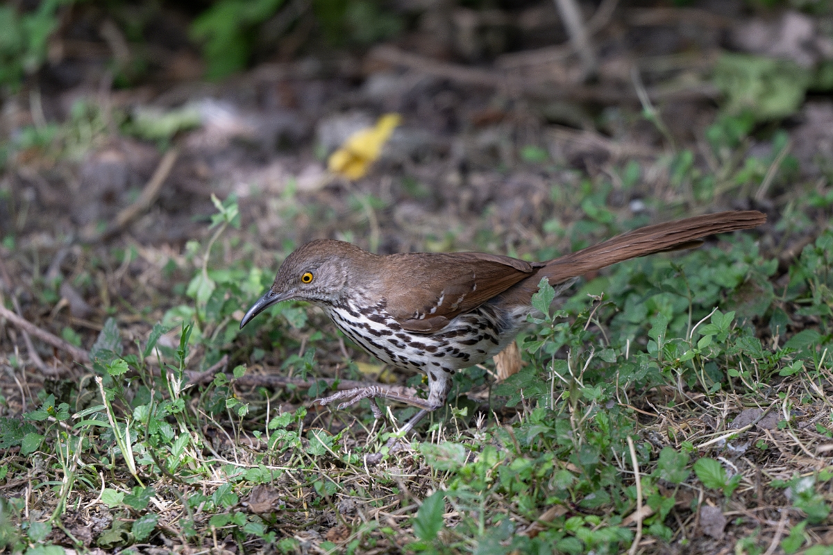 DPPhotography - Texas - Long-billed thrasher - C.jpg - Long-billed thrasher - National Butterfly Center, Texas
