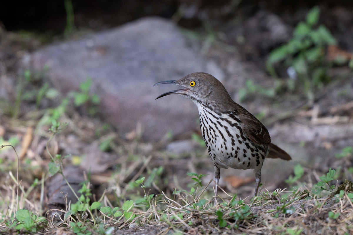 DPPhotography - Texas - Long-billed thrasher - E.jpg - Long-billed thrasher - National Butterfly Center, Texas