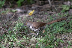 DPPhotography - Texas - Long-billed thrasher - C
