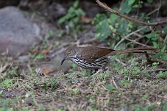 DPPhotography - Texas - Long-billed thrasher - D