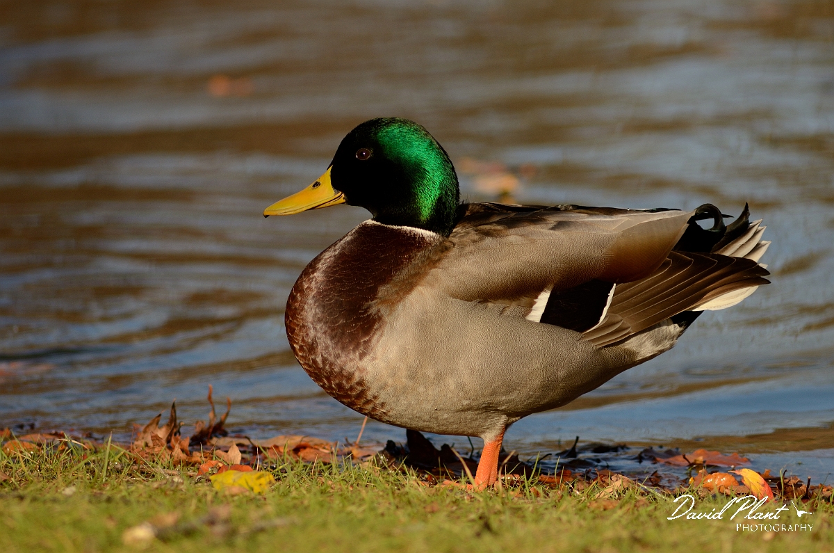 David Plant Photography - Wildlife Photography - Mallard - B.jpg - Mallard, male - Forest Hill Cemetery, Boston, MA