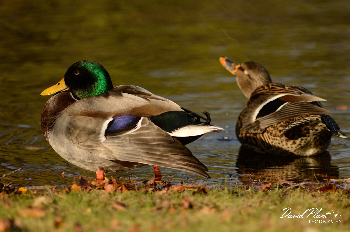 David Plant Photography - Wildlife Photography - Mallard - C.jpg - Mallard, male and female - Forest Hill Cemetery, Boston, MA