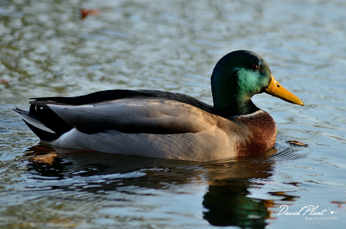 David Plant Photography - Wildlife Photography - Mallard - D.jpg - Mallard, male - Forest Hill Cemetery, Boston, MA