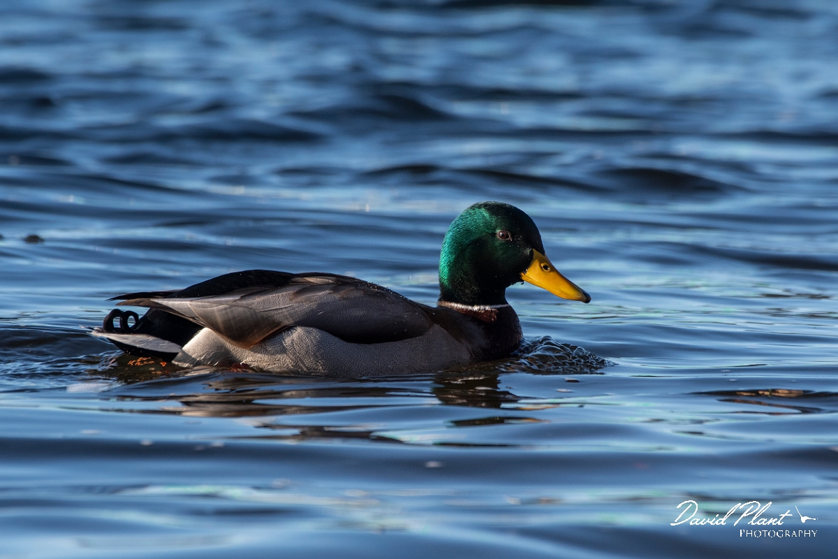 David Plant Photography - Wildlife Photography - Mallard - E.jpg - Mallard, male - Merrimack River, MA