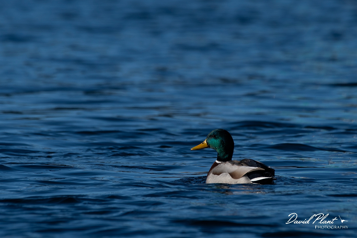 David Plant Photography - Wildlife Photography - Mallard - F.jpg - Mallard, male - Merrimack River, MA