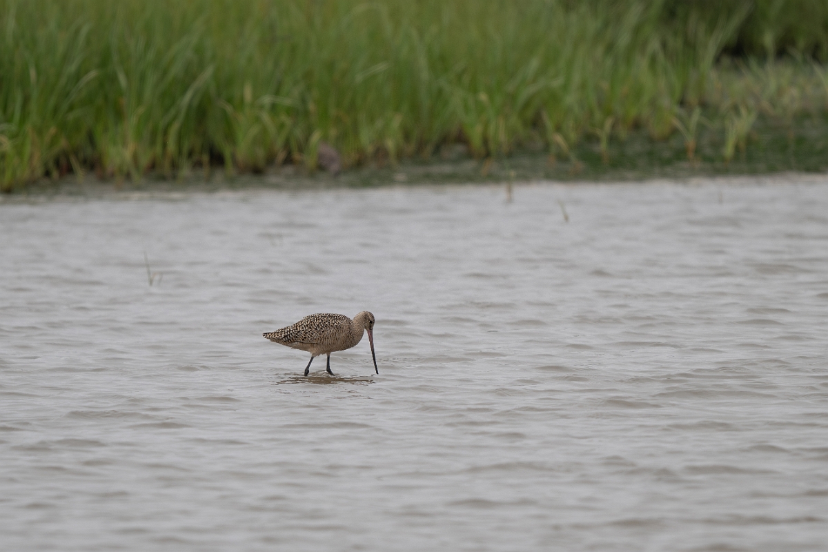 DPPhotography - Texas - Marbled godwit - A.jpg - Marbled godwit - Rollover Pass, Bolivar Peninsula, Texas