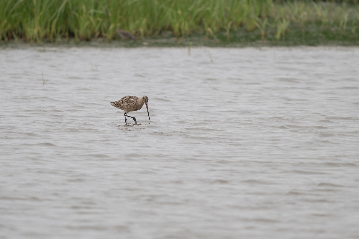 DPPhotography - Texas - Marbled godwit - B.jpg - Marbled godwit - Rollover Pass, Bolivar Peninsula, Texas