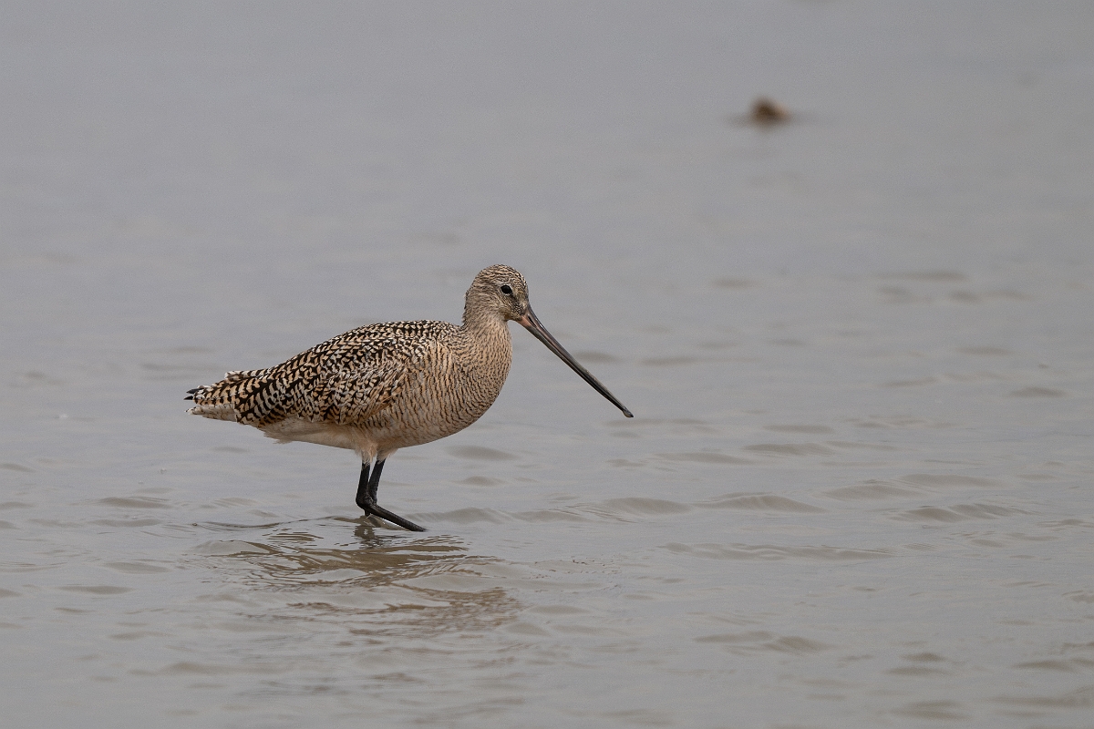 DPPhotography - Texas - Marbled godwit - C.jpg - Marbled godwit - Rollover Pass, Bolivar Peninsula, Texas