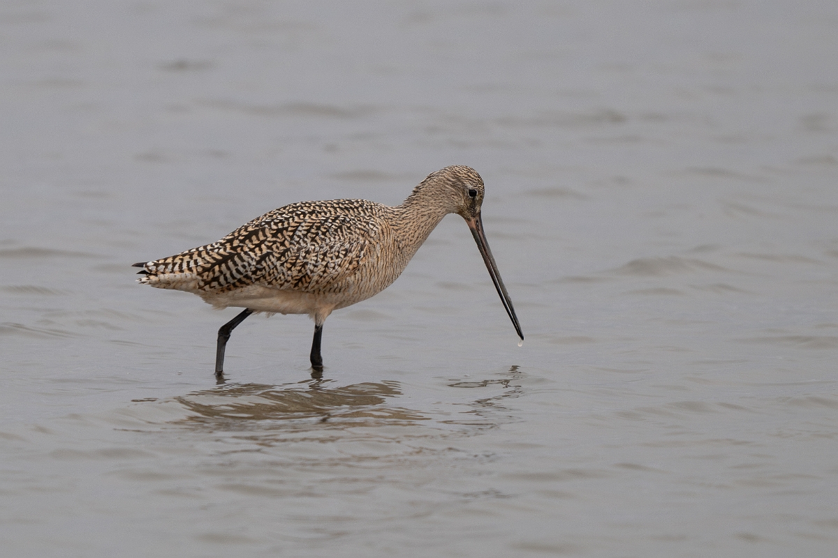 DPPhotography - Texas - Marbled godwit - D.jpg - Marbled godwit - Rollover Pass, Bolivar Peninsula, Texas