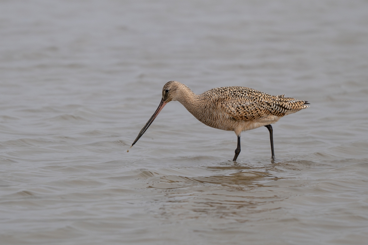DPPhotography - Texas - Marbled godwit - E.jpg - Marbled godwit - Rollover Pass, Bolivar Peninsula, Texas