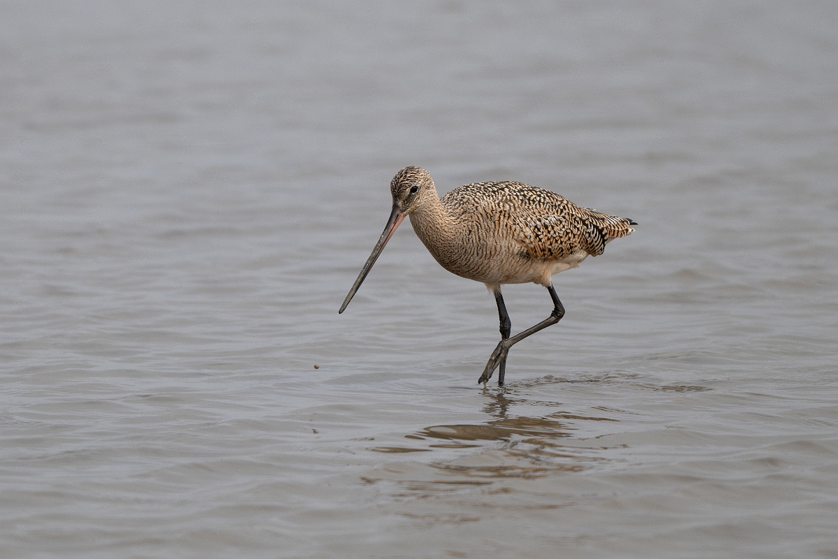 DPPhotography - Texas - Marbled godwit - F.jpg - Marbled godwit - Rollover Pass, Bolivar Peninsula, Texas