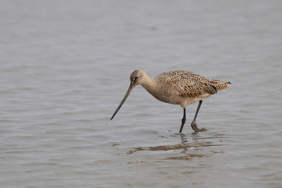 DPPhotography - Texas - Marbled godwit - G.jpg - Marbled godwit - Rollover Pass, Bolivar Peninsula, Texas