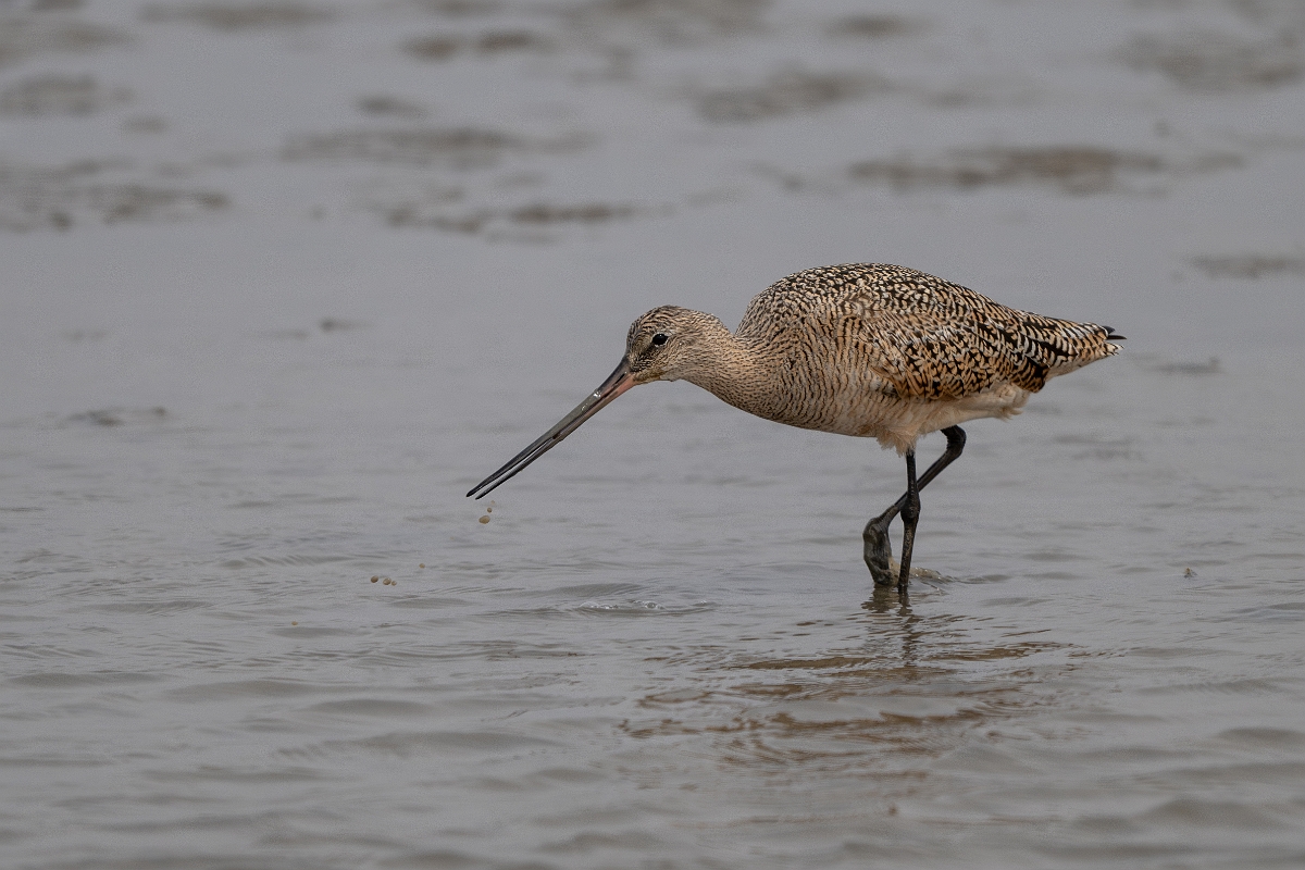 DPPhotography - Texas - Marbled godwit - H.jpg - Marbled godwit - Rollover Pass, Bolivar Peninsula, Texas
