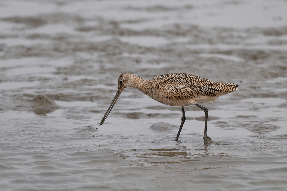DPPhotography - Texas - Marbled godwit - J.jpg - Marbled godwit - Rollover Pass, Bolivar Peninsula, Texas