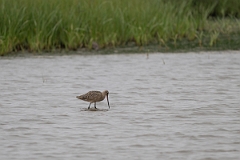 DPPhotography - Texas - Marbled godwit - A