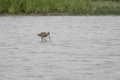 DPPhotography - Texas - Marbled godwit - B