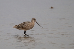 DPPhotography - Texas - Marbled godwit - C