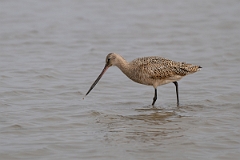 DPPhotography - Texas - Marbled godwit - E