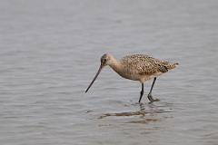 DPPhotography - Texas - Marbled godwit - G