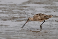 DPPhotography - Texas - Marbled godwit - I