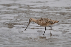 DPPhotography - Texas - Marbled godwit - J