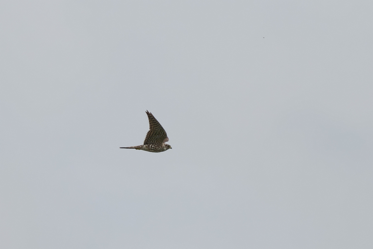 DPPhotography - Texas - Merlin - A.jpg - Merlin - Aransas NWR, Texas