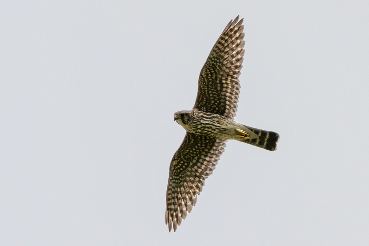 DPPhotography - Texas - Merlin - D.jpg - Merlin - Attwater NWR, Texas