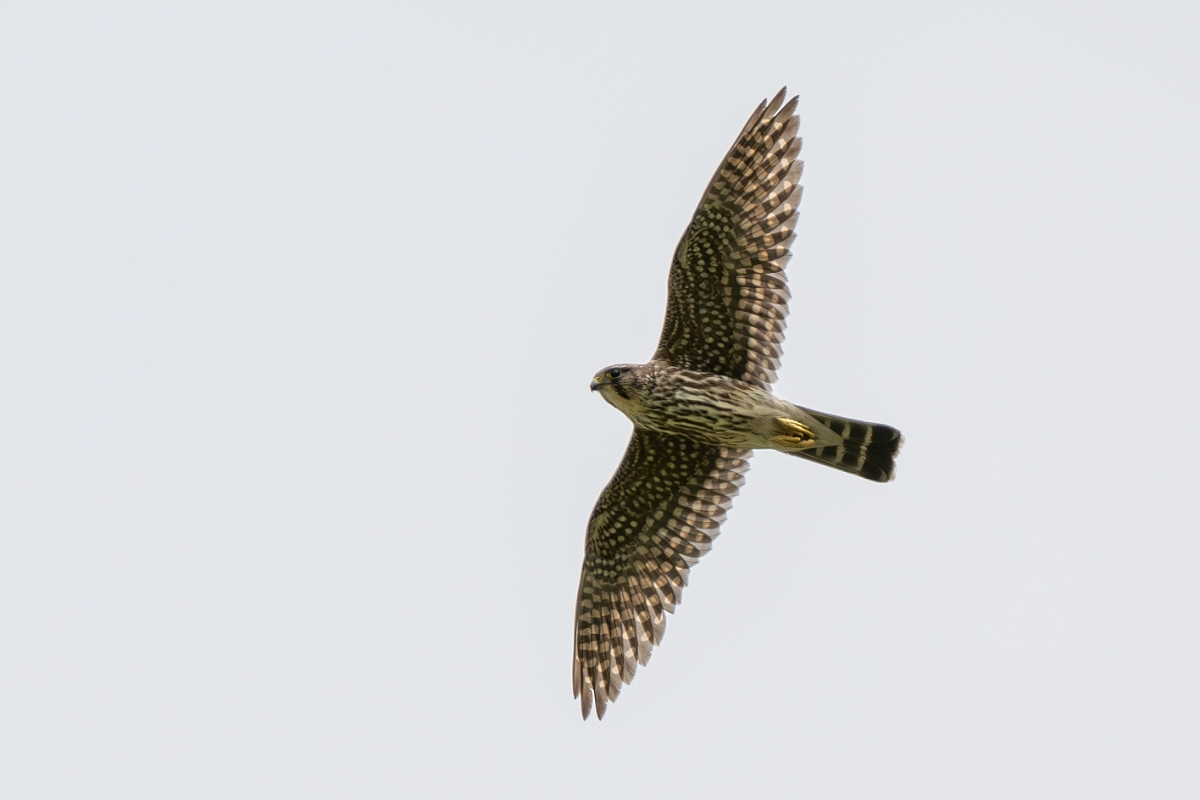 DPPhotography - Texas - Merlin - E.jpg - Merlin - Attwater NWR, Texas
