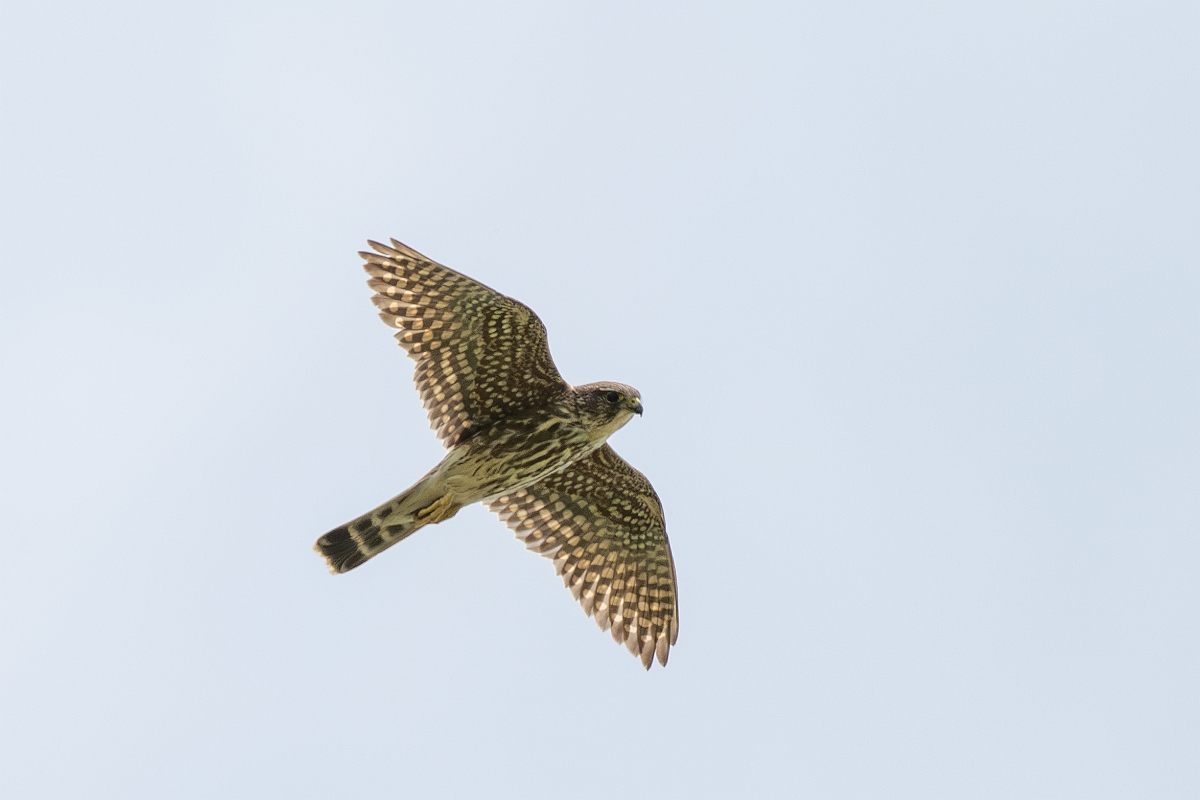 DPPhotography - Texas - Merlin - F.jpg - Merlin - Attwater NWR, Texas