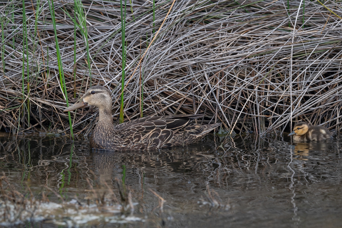 DPPhotography - Texas - Mottled duck - C.jpg - Mottled duck female and ducklings - Bolivar Flats, Bolivar Peninsula, Texas