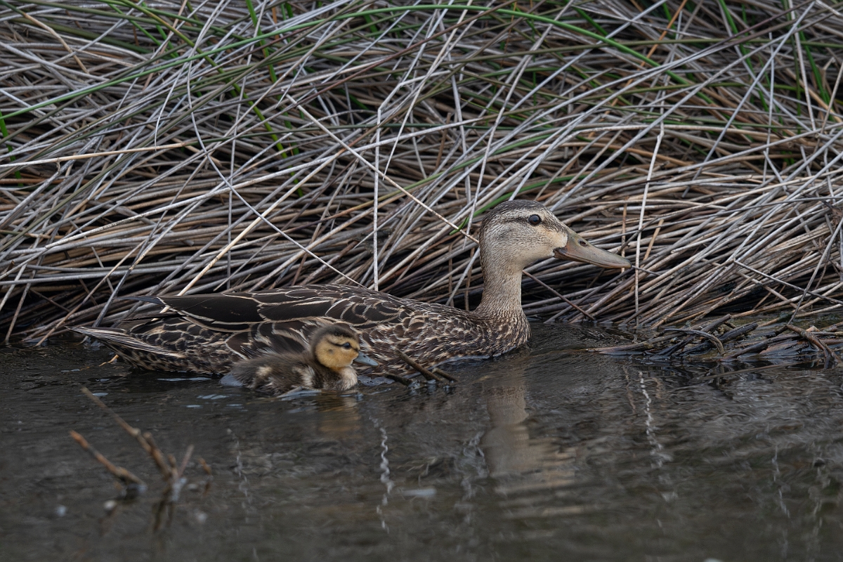 DPPhotography - Texas - Mottled duck - D.jpg - Mottled duck female and ducklings - Bolivar Flats, Bolivar Peninsula, Texas