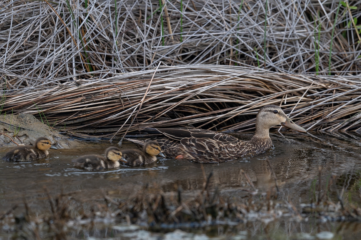DPPhotography - Texas - Mottled duck - G.jpg - Mottled duck female and ducklings - Bolivar Flats, Bolivar Peninsula, Texas