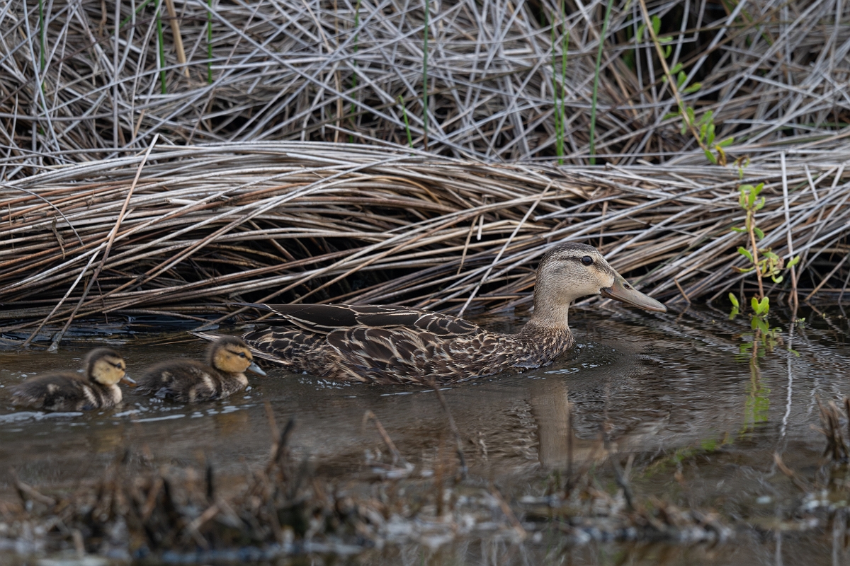 DPPhotography - Texas - Mottled duck - H.jpg - Mottled duck female and ducklings - Bolivar Flats, Bolivar Peninsula, Texas
