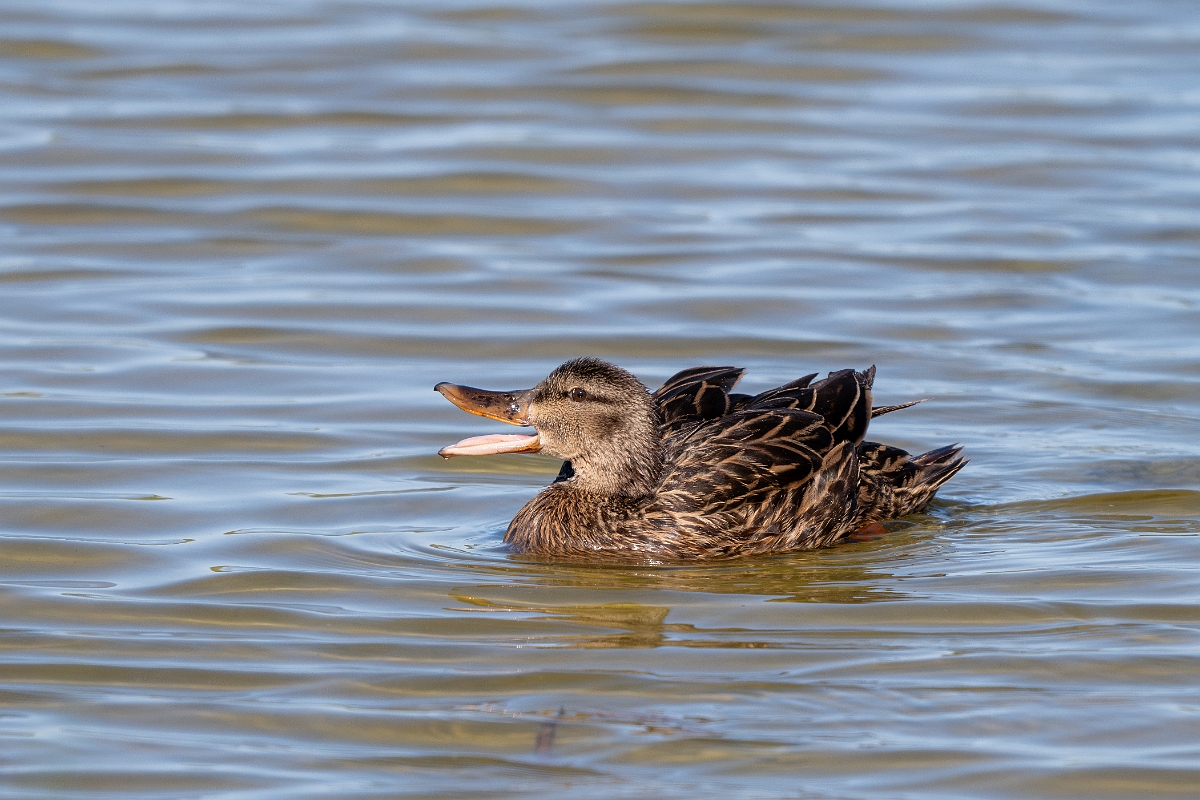 DPPhotography - Texas - Mottled duck - M.jpg - Mottled duck - South Padre, Texas