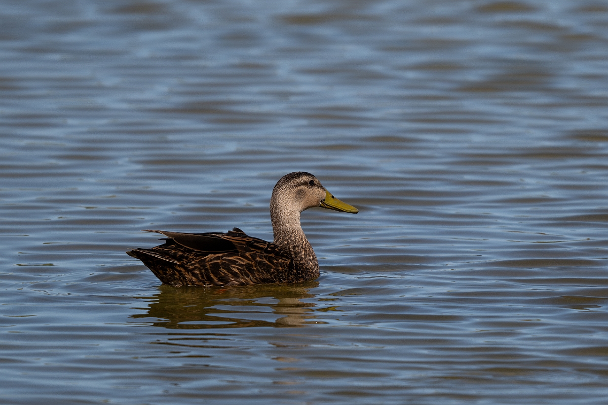 DPPhotography - Texas - Mottled duck - P.jpg - Mottled duck - South Padre, Texas