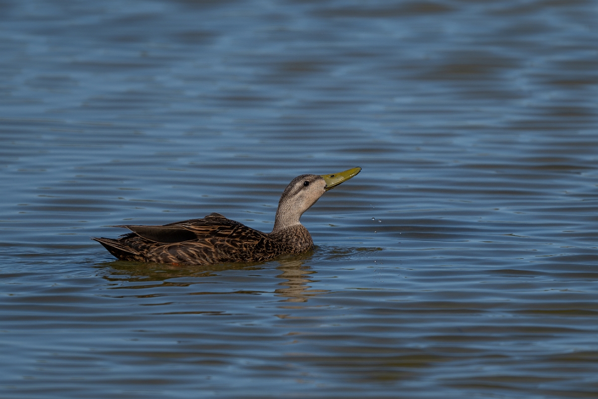 DPPhotography - Texas - Mottled duck - R.jpg - Mottled duck - South Padre, Texas