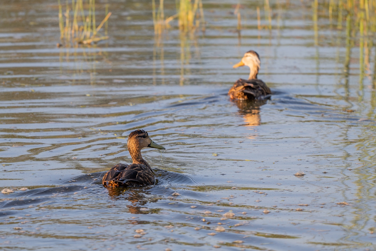 DPPhotography - Texas - Mottled duck - U.jpg - Mottled duck - Santa Ana NWR, Texas