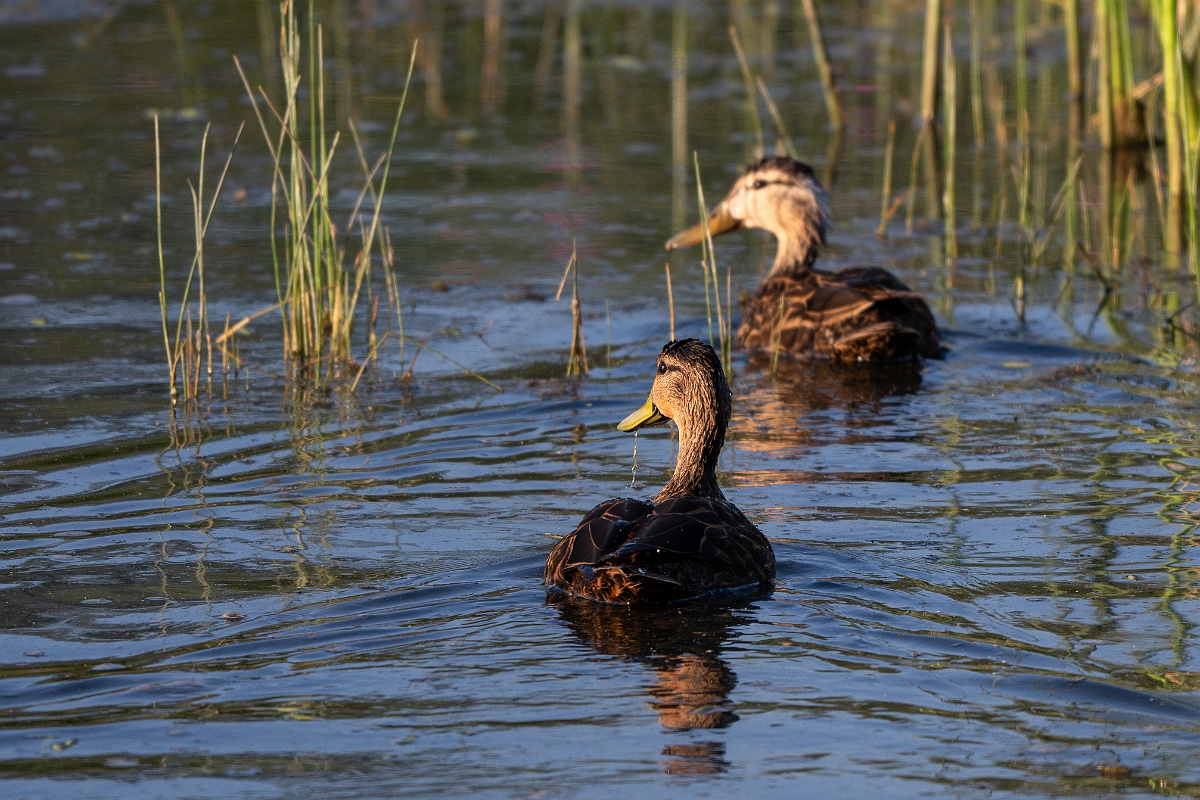 DPPhotography - Texas - Mottled duck - V.jpg - Mottled duck - Santa Ana NWR, Texas