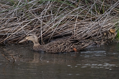 DPPhotography - Texas - Mottled duck - A