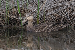 DPPhotography - Texas - Mottled duck - B